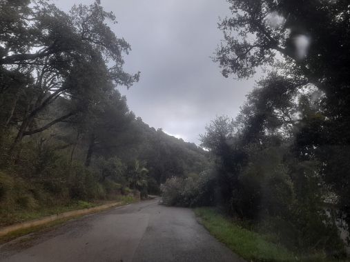 L'albero crollato all'Elba sulla strada per Ortano
