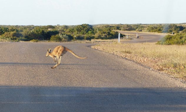 Un canguro - foto Alberta Canepa